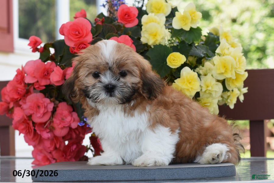 Shih Tzu dogs Mango - Ad 2