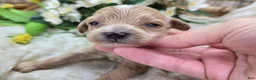 Cavapoo dogs for sale: Cricket - Ad 1