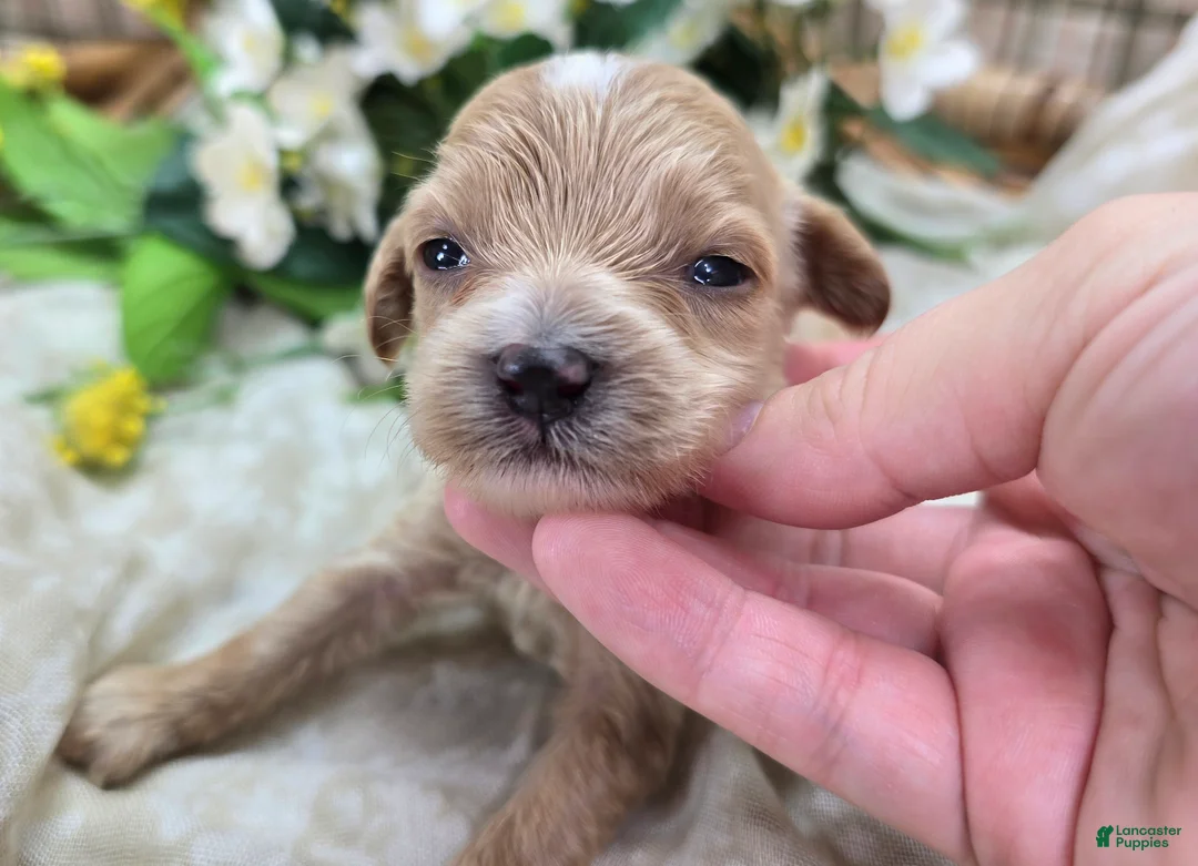 Cavapoo dogs for sale: Cricket - Ad 1