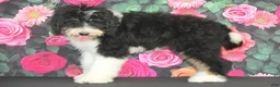 Bernedoodle dogs for sale: Bernedoodle 2 - Ad 3