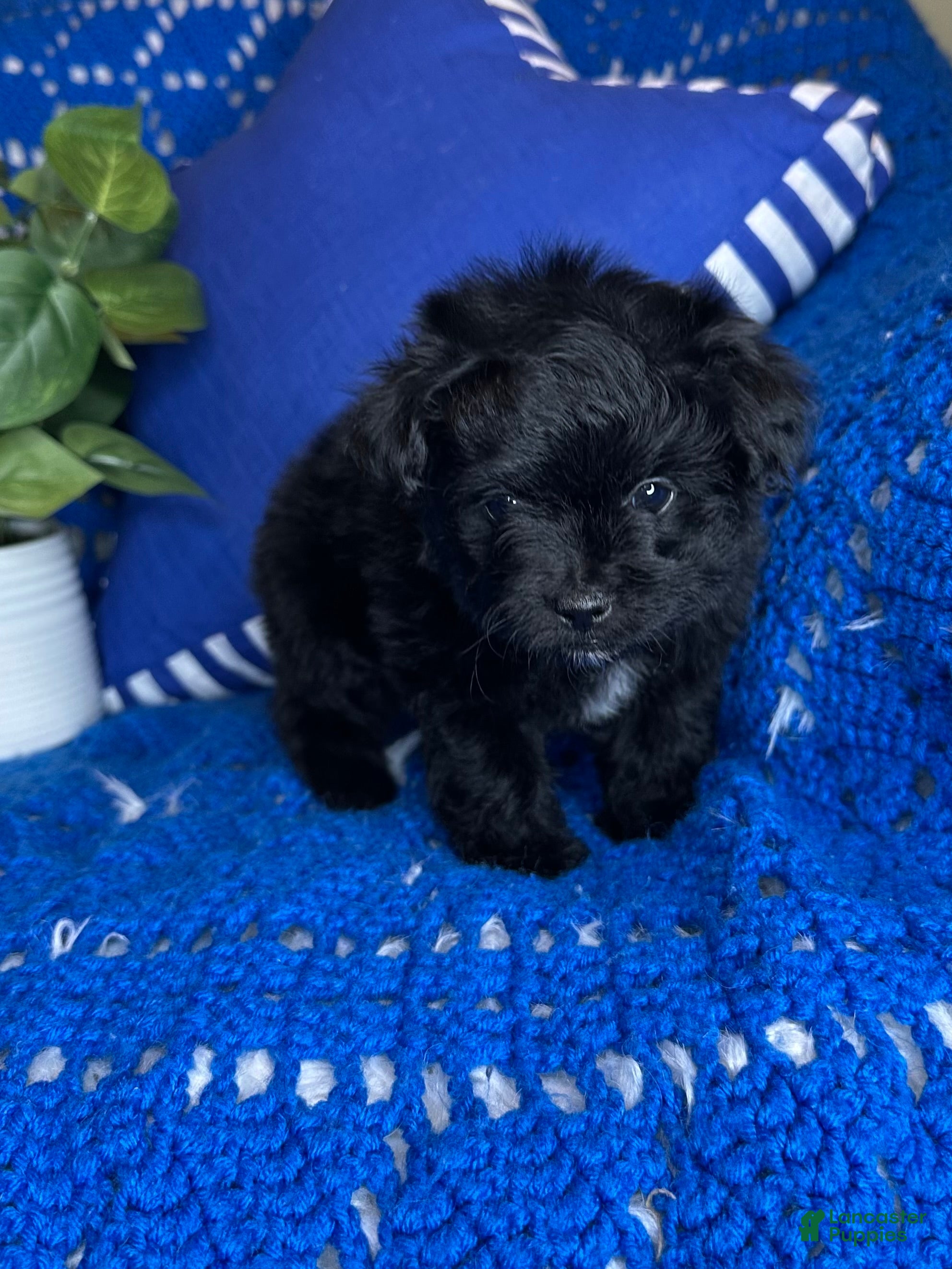 Morkie dogs for sale: Star - Ad 2