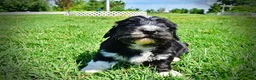 Havapoo dogs for sale: Taz - Ad 9