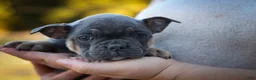 Frenchton dogs for sale: Paris 🎀 - Ad 12