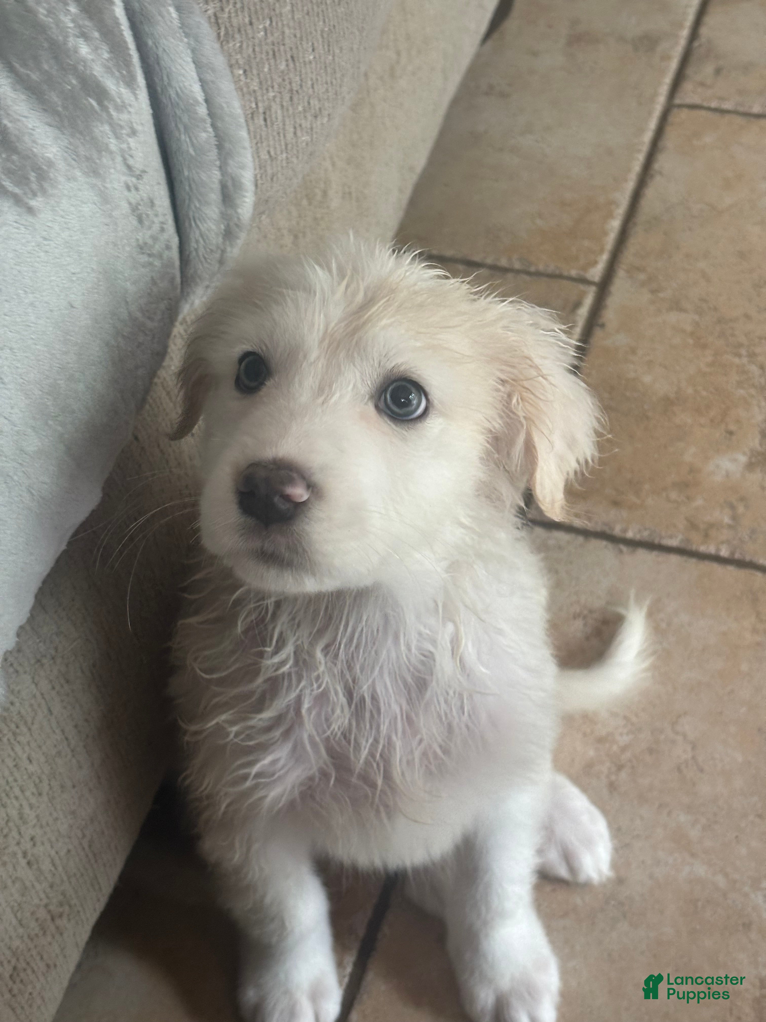 Great Pyrenees dogs Bby girl Juno  - Ad 2