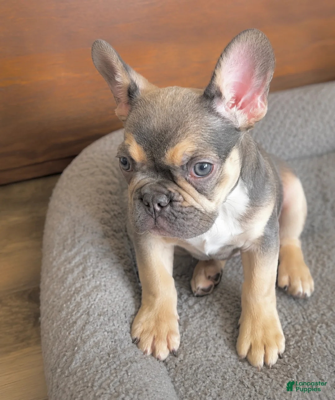 French Bulldog dogs for sale: ASHANTI - FAWN CHAMELEON in CALI, USA DELIVERY & FINANCING! - Ad 2