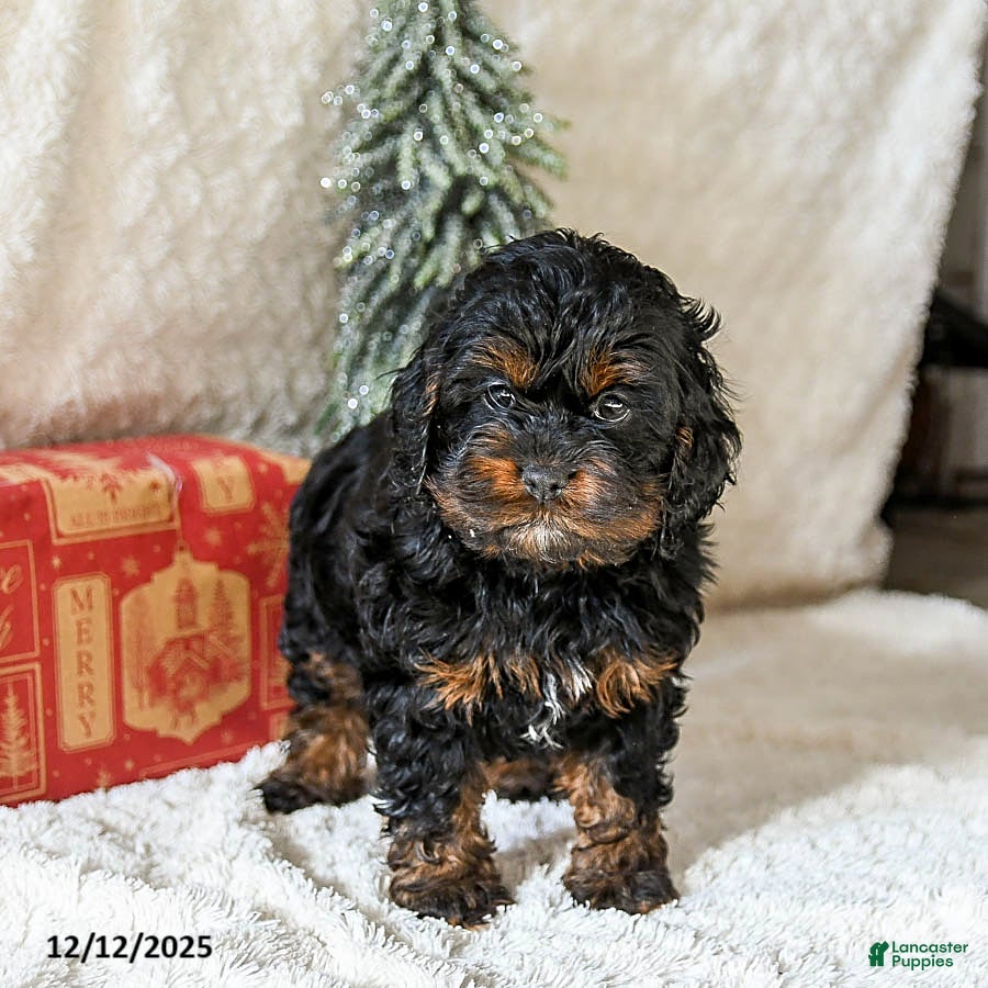 Cockapoo dogs Windsor - Ad 20