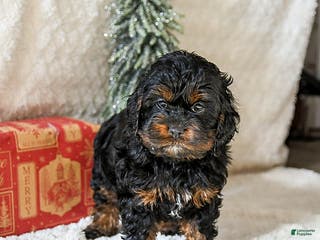 Cockapoo dogs Windsor - Ad 36