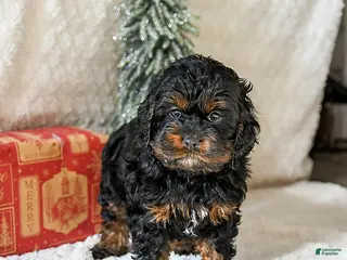 Cockapoo dogs Windsor - Ad 1