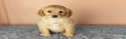 Mixed Breed dogs for sale: Brooks  - Ad 2