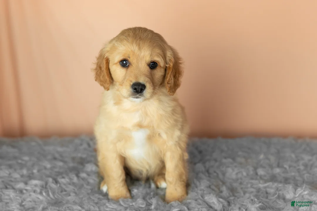 Mixed Breed dogs for sale: Brooks  - Ad 2