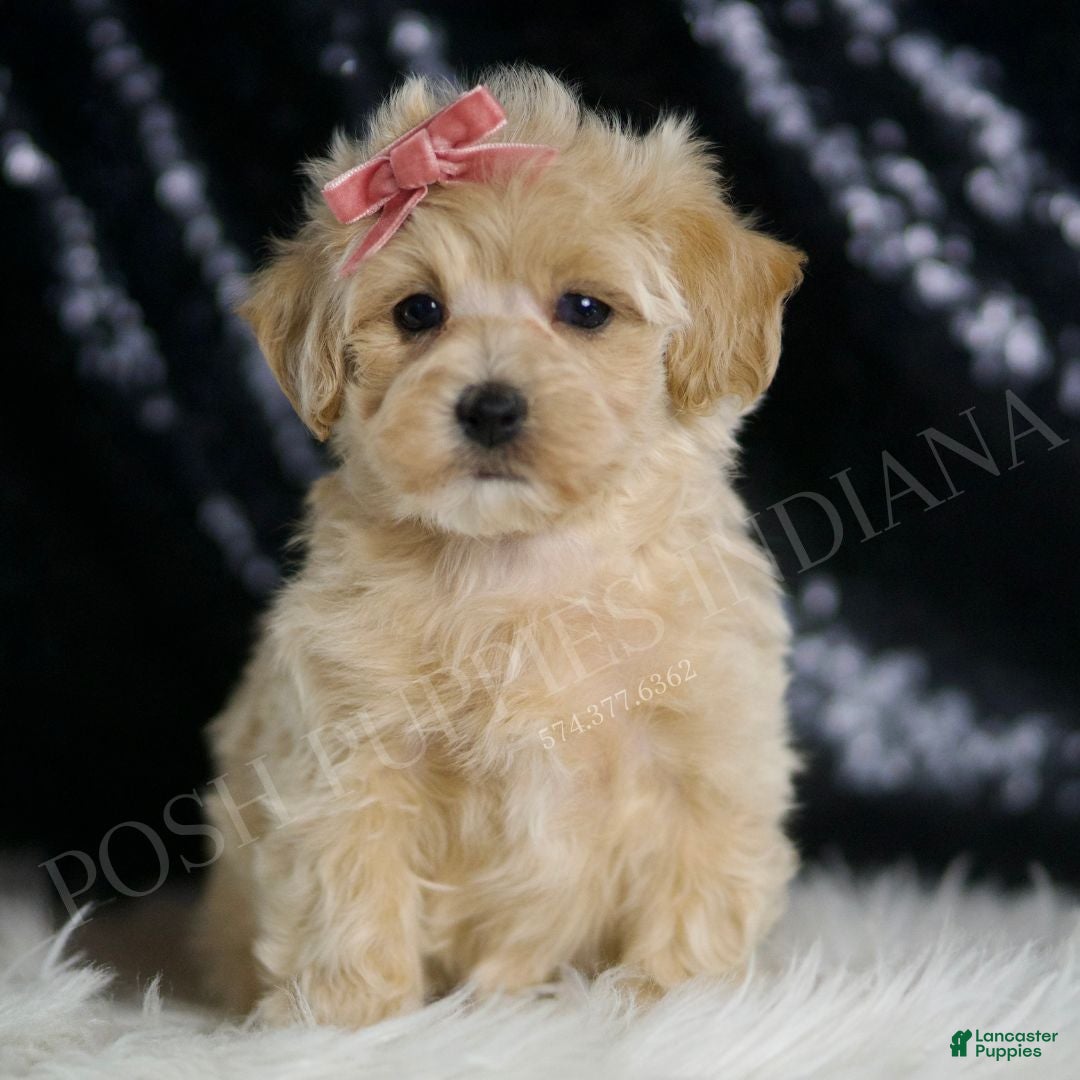 Maltipoo dogs Maple  - Ad 1