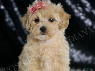 Maltipoo dogs - Ad 21