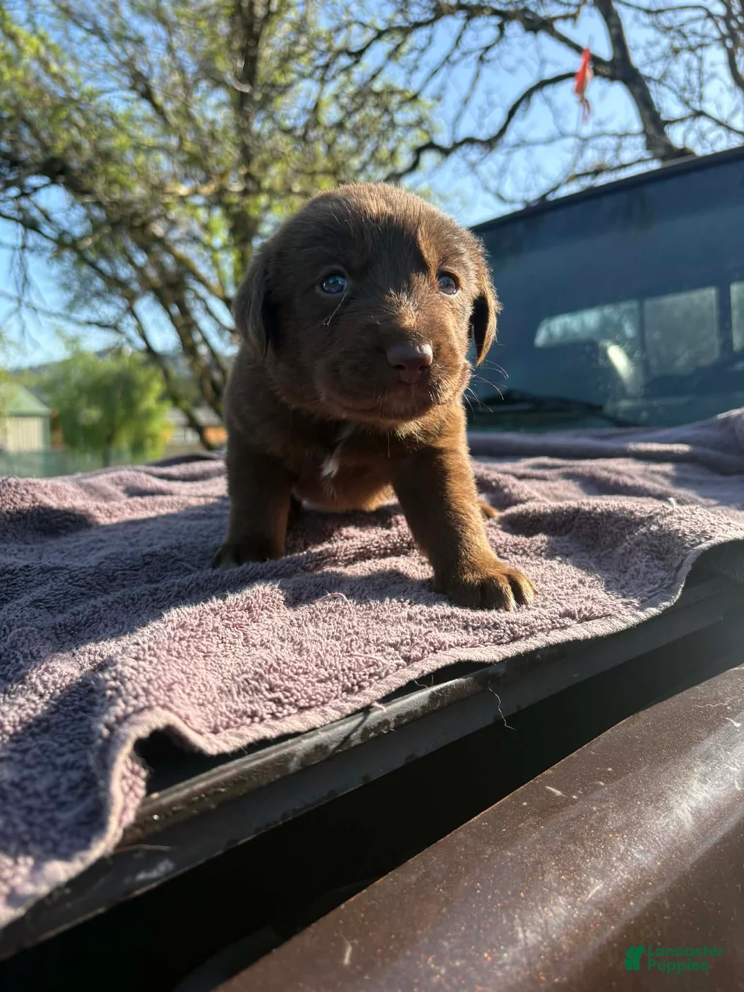 Mixed Breed dogs for sale: Mixed Breed Puppy 3 - Ad 2