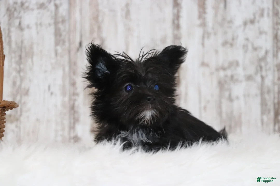 Morkie dogs for sale: Kate  - Ad 4