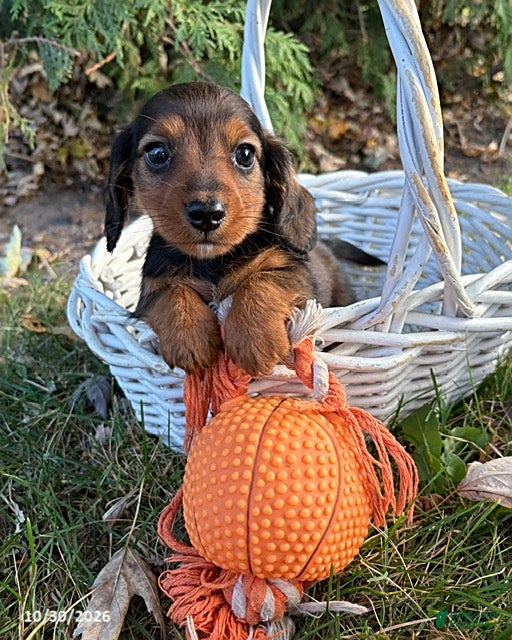 Dachshund dogs for sale: Beau - Ad 2
