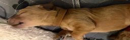 Goldendoodle dogs for sale: Alder - Ad 1