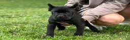 Cane Corso dogs for sale: OPHELIA - Ad 4