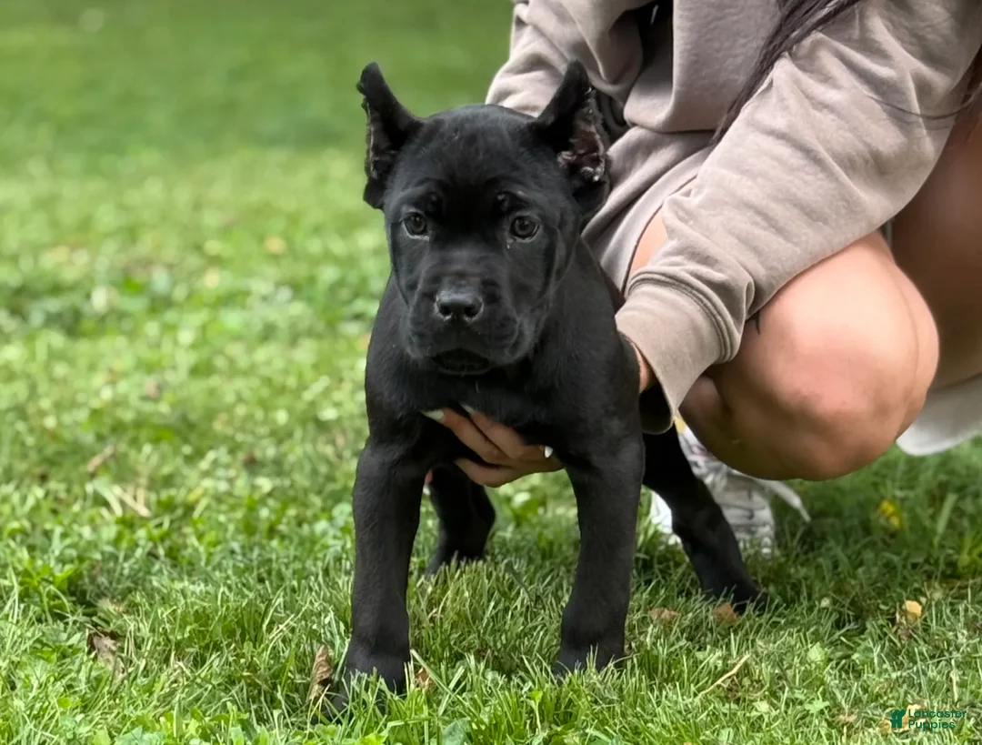 Cane Corso dogs for sale: OPHELIA - Ad 4