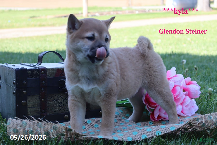 Shiba Inu dogs Kyla - Ad 2