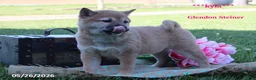 Shiba Inu dogs for sale: Kyla - Ad 2