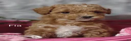 Shihpoo dogs for sale: Fia- on hold - Ad 8