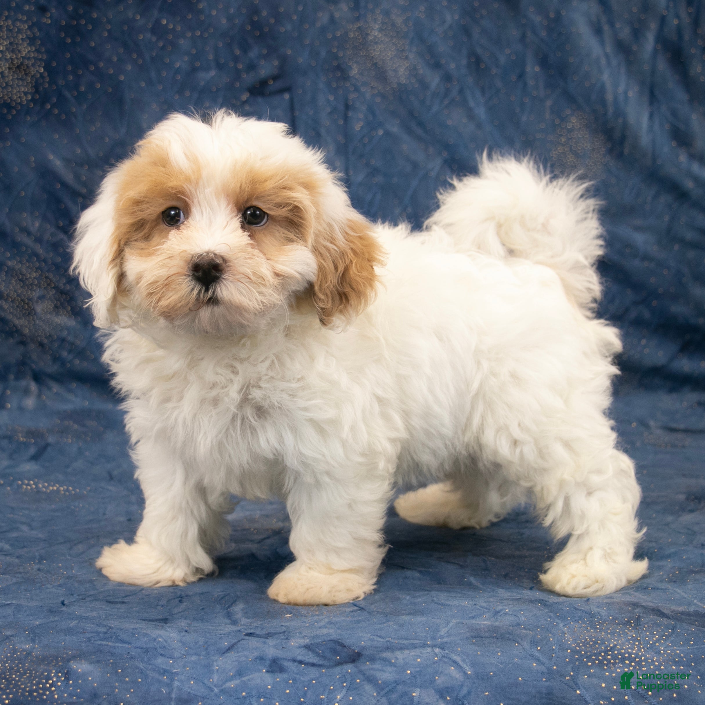Havapoo dogs Duke - Ad 2