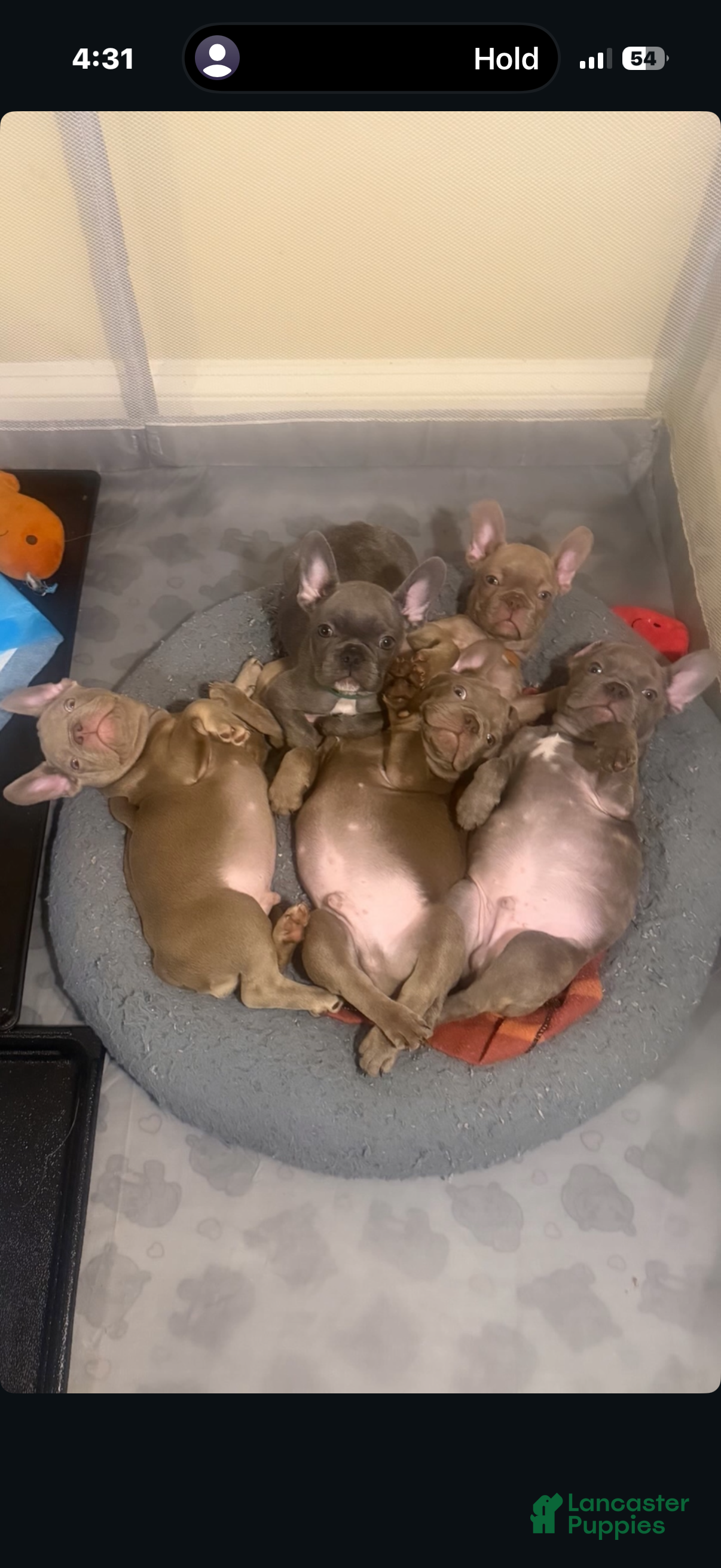 French Bulldog dogs for sale: French Bulldog Blue Male Puppy - Ad 2
