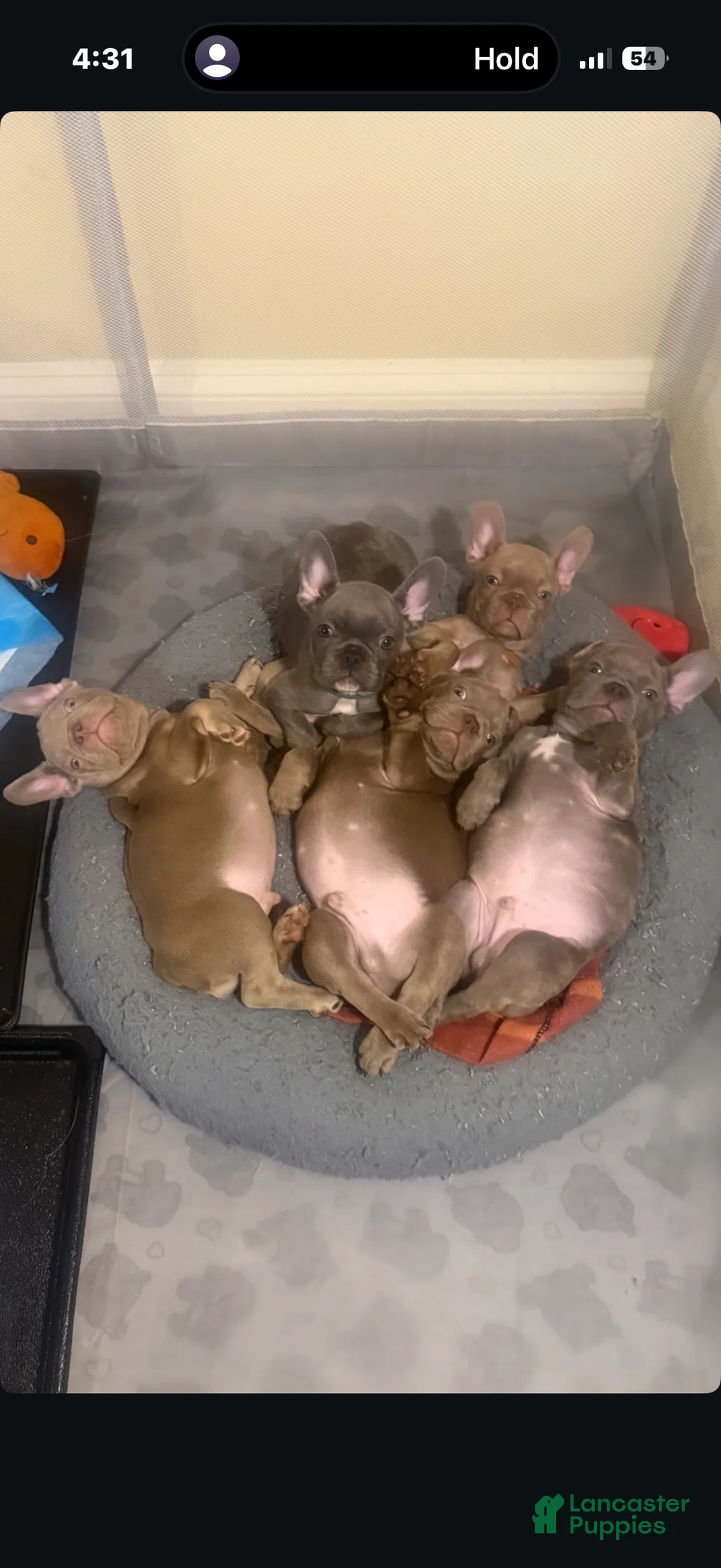 French Bulldog dogs for sale: French Bulldog Blue Male Puppy - Ad 2