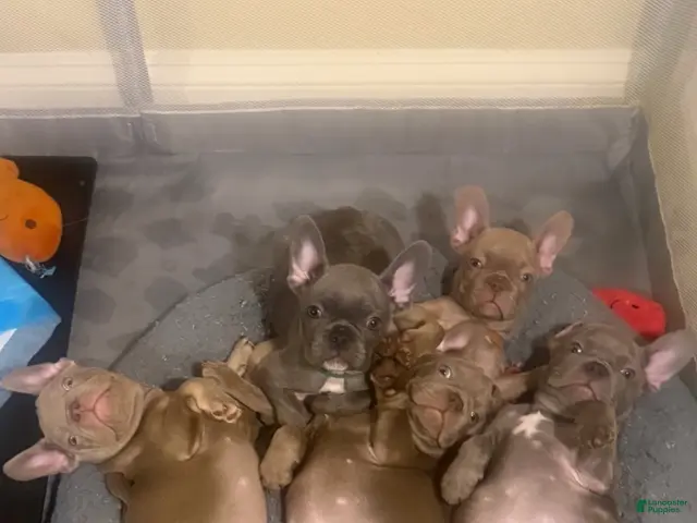 French Bulldog dogs for sale: French Bulldog Blue Male Puppy - Ad 2
