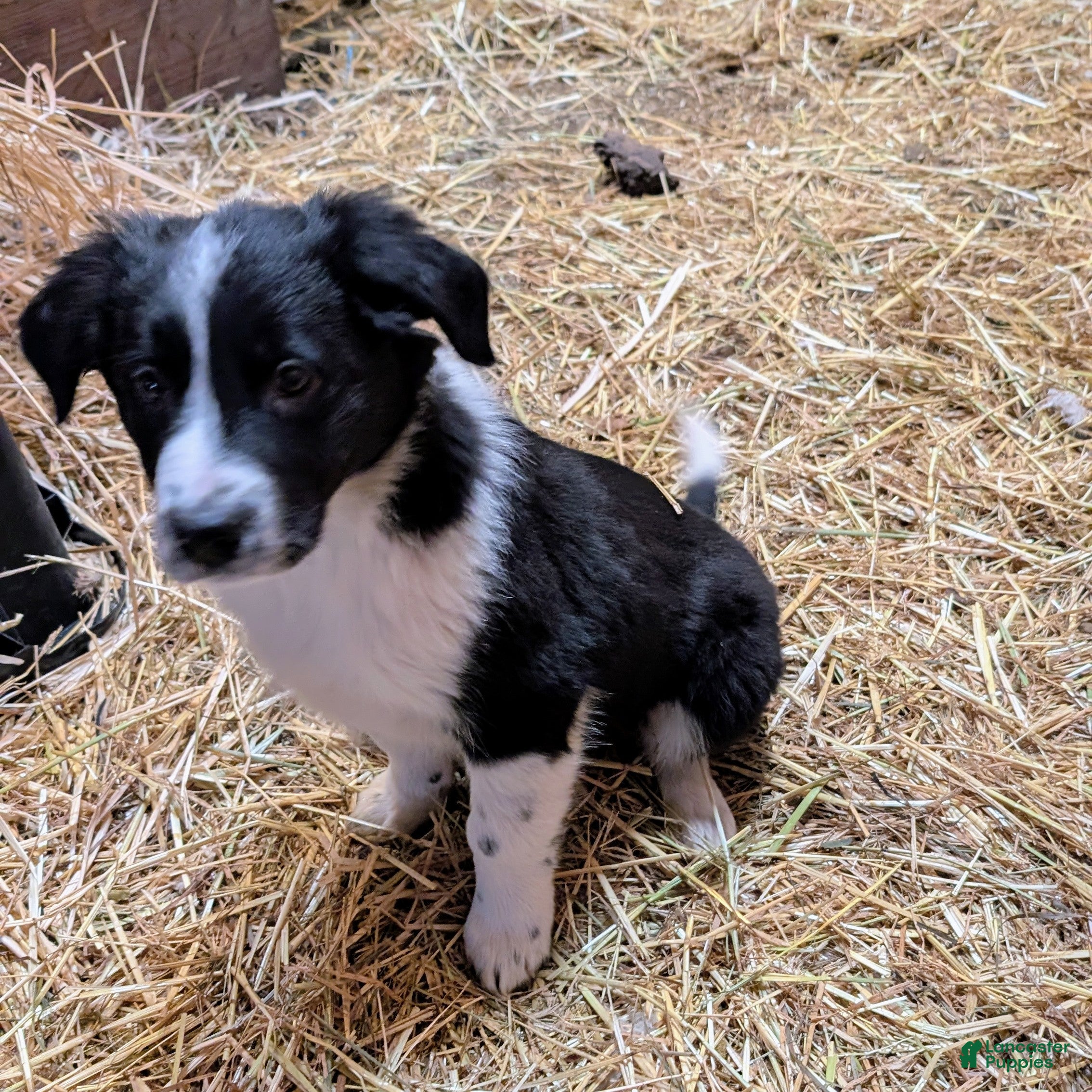 Mixed Breed dogs Coop - Ad 2