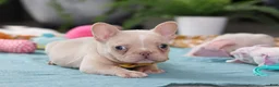 French Bulldog dogs for sale: Jared - Ad 3