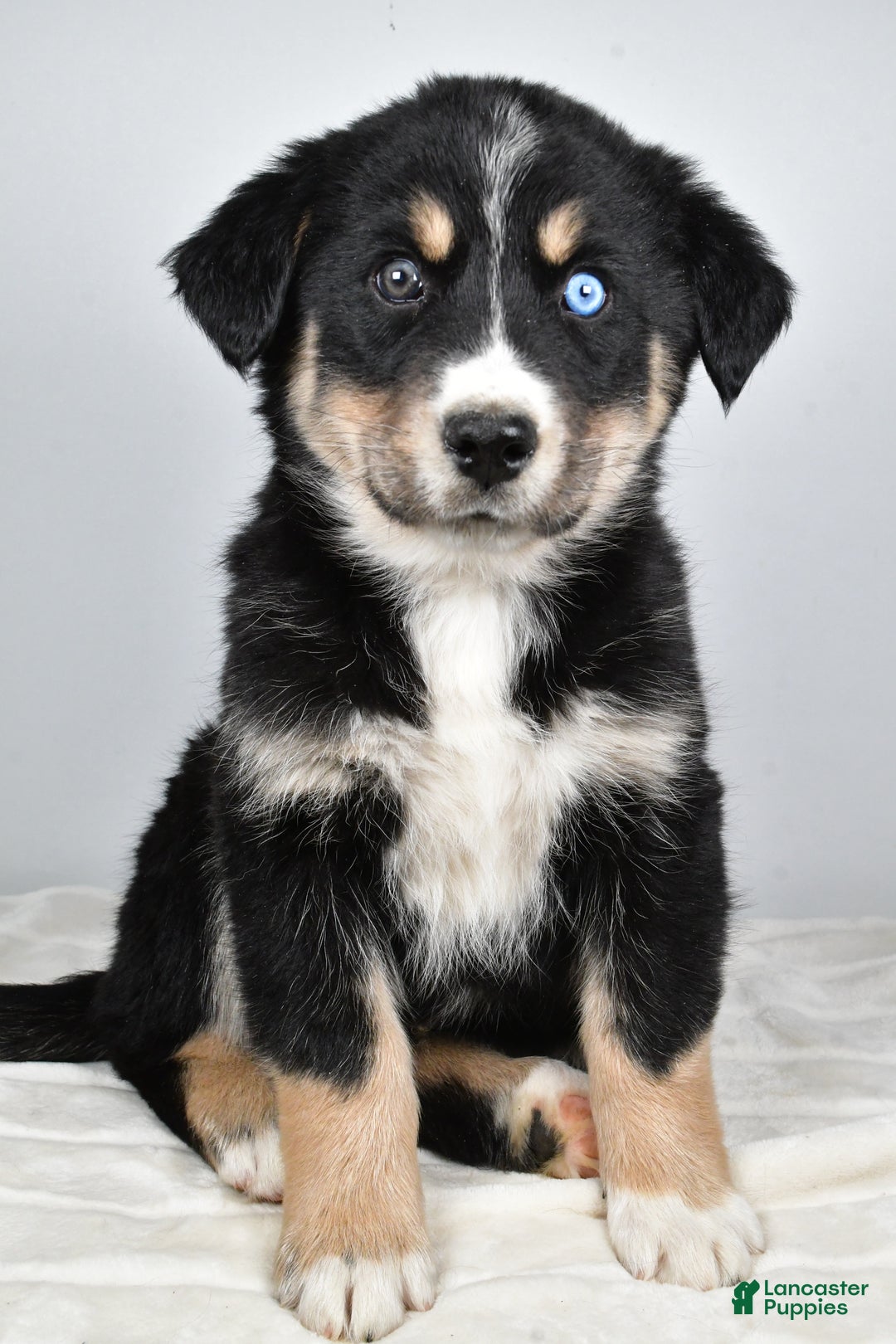 Mixed Breed dogs for sale: Axel - Ad 8