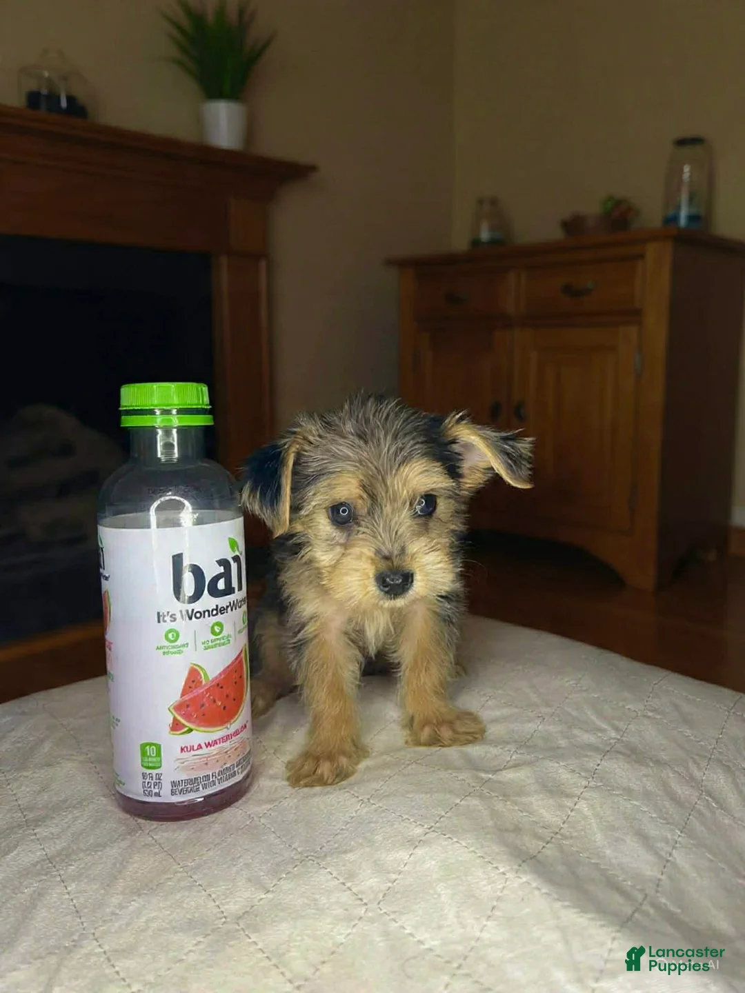 Shorkie dogs for sale: Kendra labark - Ad 2