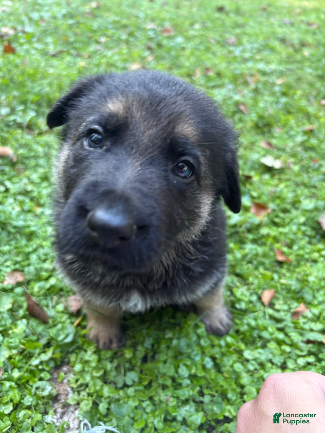 German Shepherd dogs for sale: German Shepherd Puppy 2 - Ad 8