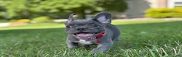 French Bulldog dogs for sale: Fifi - Ad 6