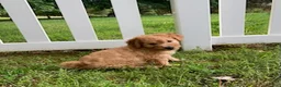 Goldendoodle dogs for sale: Miles-Male - Ad 7