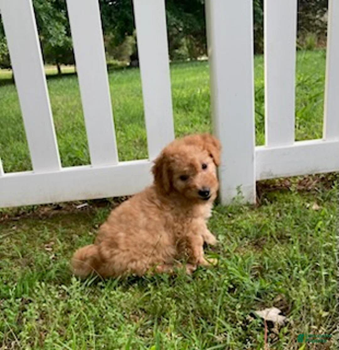 Goldendoodle dogs for sale: Miles-Male - Ad 7