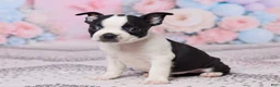 Boston Terrier dogs for sale: Hyacinth - Ad 5