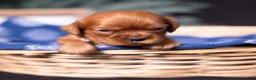 Cavalier King Charles Spaniel dogs for sale: Aristotle - Ad 3