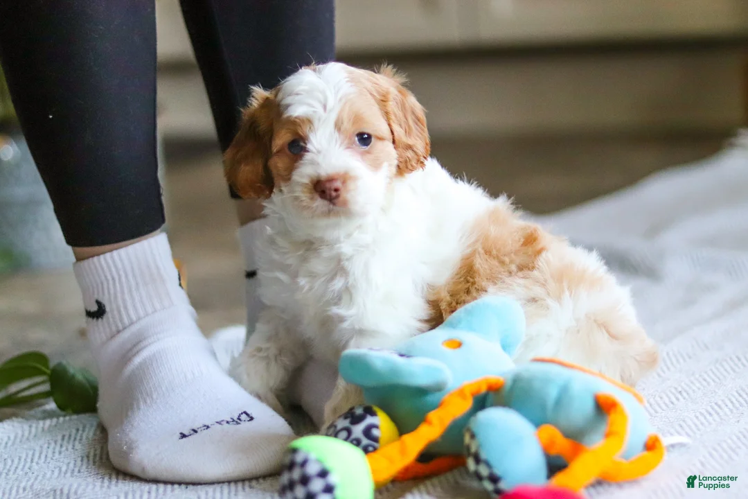 Cockapoo dogs for sale: Allie - Ad 2