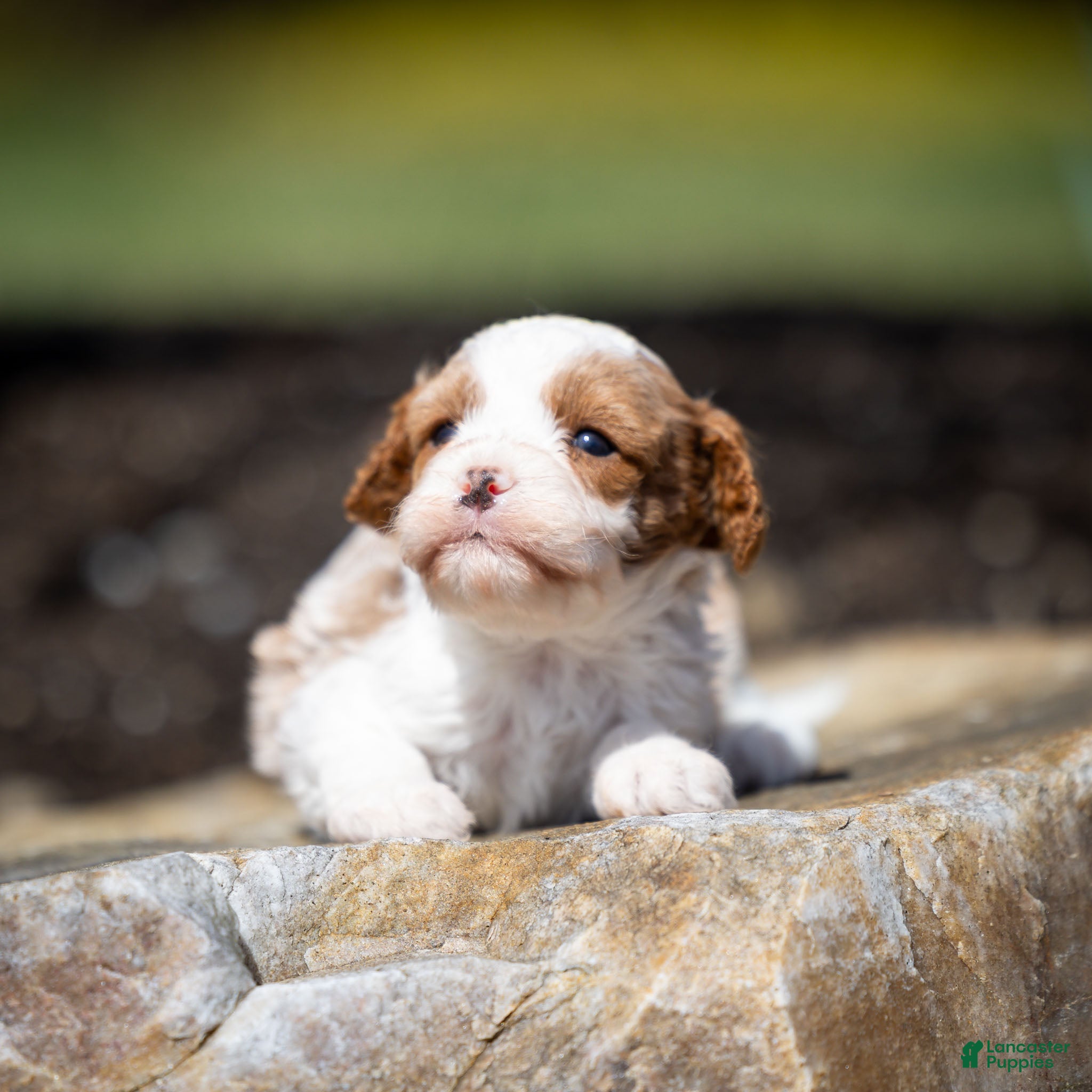 Cavapoo dogs Joie Cavapoo Puppy  - Ad 2
