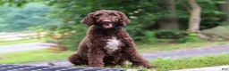 Goldendoodle dogs for sale: Blaire - Ad 8