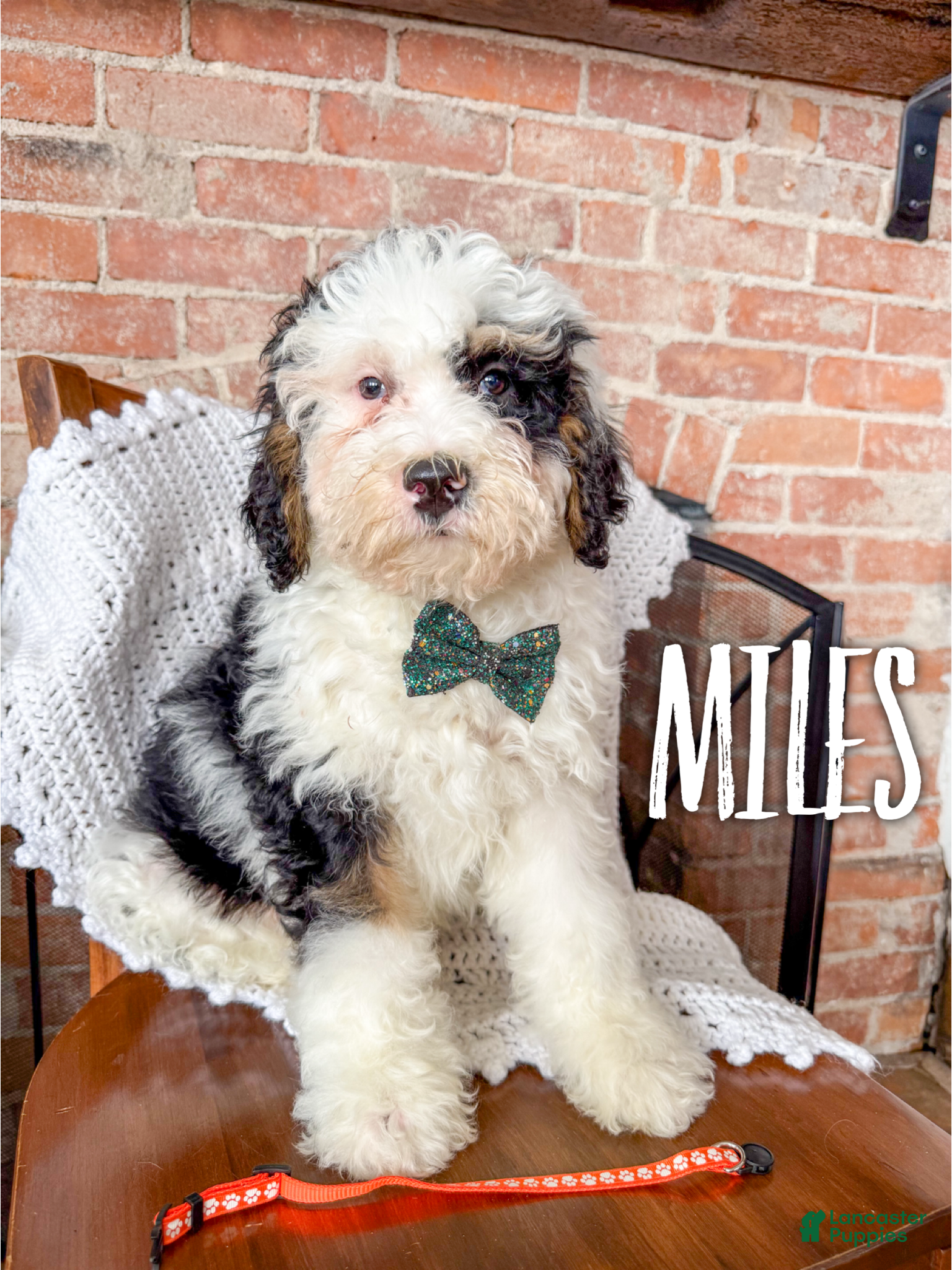 Mini Bernedoodle dogs Miles - Ad 10