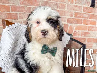 Mini Bernedoodle dogs Miles - Ad 14