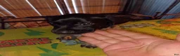 German Shorthaired Pointer dogs for sale: German Shorthaired Pointer 3 - Ad 2