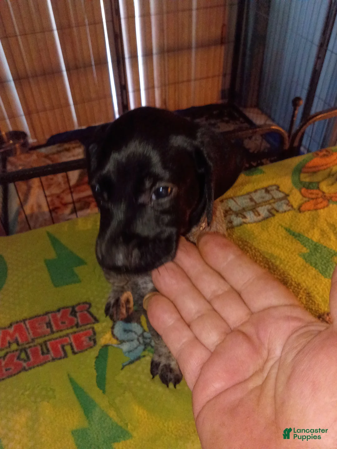 German Shorthaired Pointer dogs for sale: German Shorthaired Pointer 3 - Ad 2