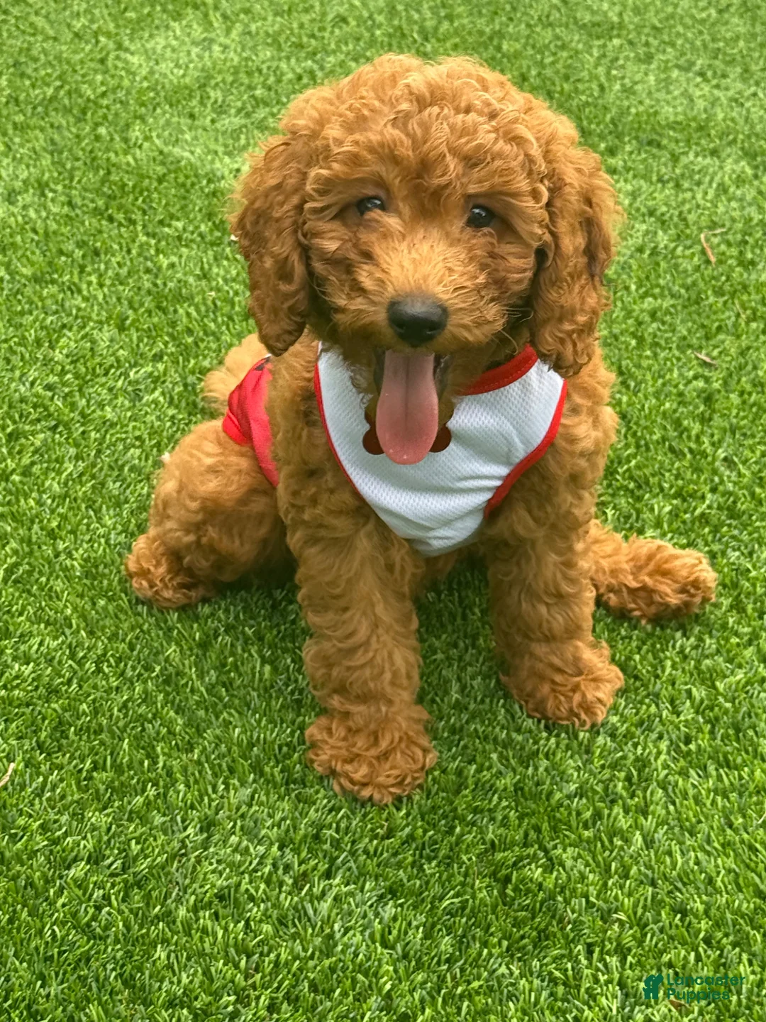 Miniature Poodle dogs for sale: Blaze - Ad 1
