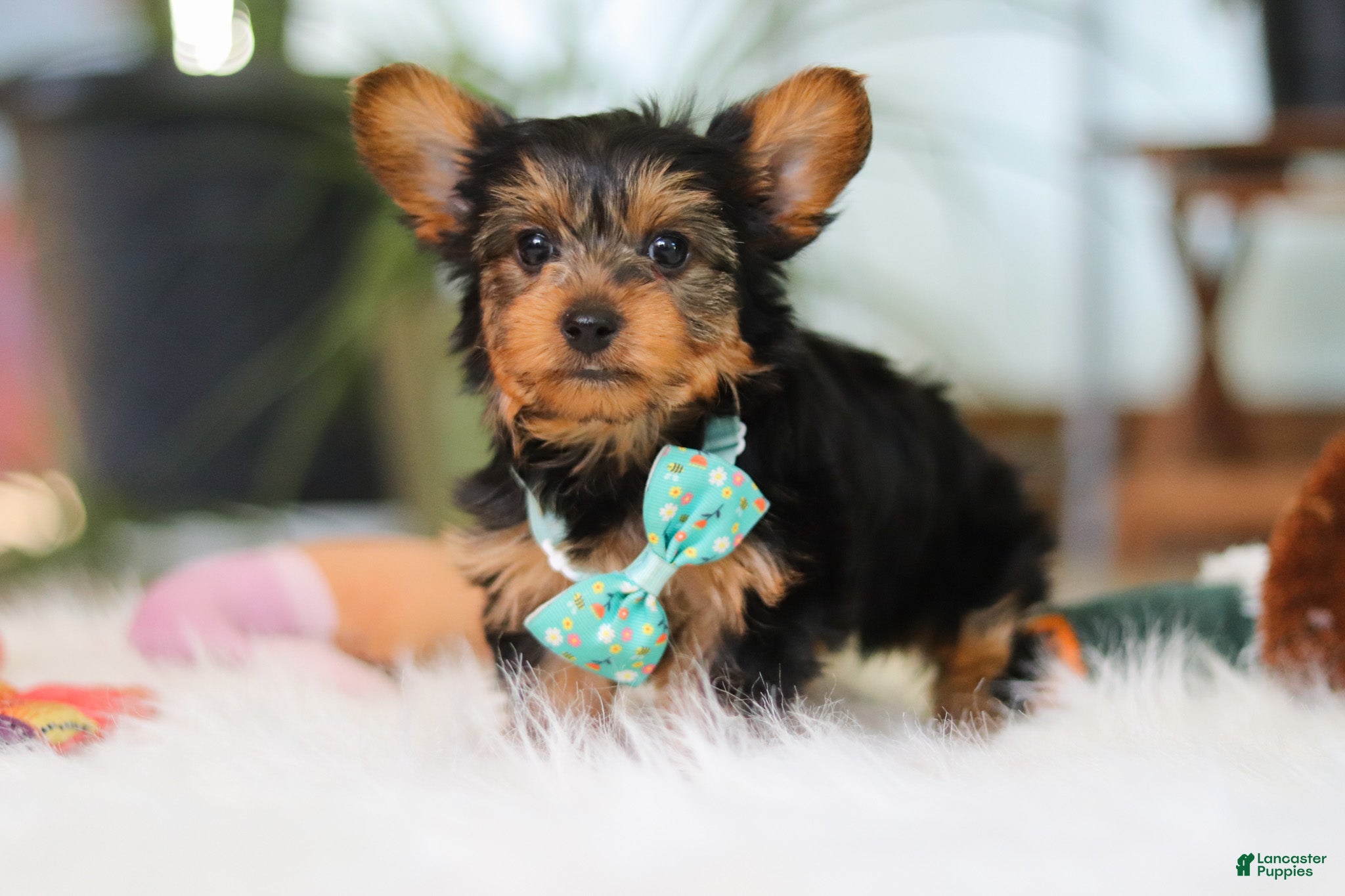 Yorkshire Terrier dogs Brady - Ad 2