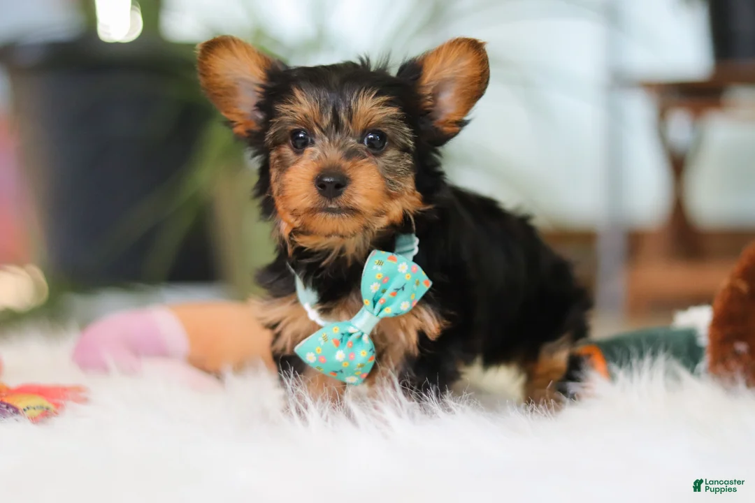 Yorkshire Terrier dogs for sale: Brady - Ad 2
