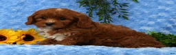 Cavapoo dogs for sale: Leo - Ad 3